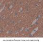 Twisted Gastrulation Protein Homolog 1 (TWSG1) Antibody