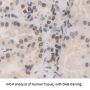 Transcription Termination Factor, RNA Polymerase I (TTF1) Antibody