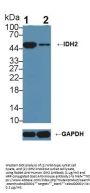 Isocitrate Dehydrogenase 2, Mitochondrial (IDH2) Antibody