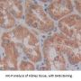 Sprouty Related, EVH1 Domain Containing Protein 2 (SPRED2) Antibody