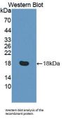 Regulator of Cell Cycle RGCC (RGCC) Antibody
