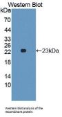 Interleukin 1 Alpha (IL1a) Antibody