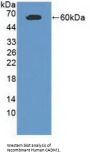 Cell Adhesion Molecule 1 (CADM1) Antibody