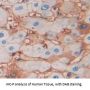 Cell Adhesion Molecule 1 (CADM1) Antibody