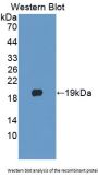 Phospholipase A2, Group X (PLA2G10) Antibody