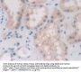 Platelet Activating Factor Acetylhydrolase 2 (PAFAH2) Antibody
