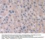 Platelet Activating Factor Acetylhydrolase 2 (PAFAH2) Antibody
