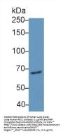 Pescadillo Homolog 1 Antibody