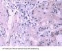 Pescadillo Homolog 1 Antibody