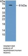 Neural Cell Adhesion Molecule 2 (NCAM2) Antibody