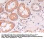 Neural Cell Adhesion Molecule 2 (NCAM2) Antibody