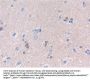 Neural Cell Adhesion Molecule 2 (NCAM2) Antibody