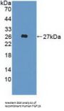 Fibroblast Growth Factor 19 (FGF19) Antibody