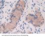 Fibroblast Growth Factor 19 (FGF19) Antibody