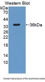 Nesprin 1 / Nesp1 (SYNE1) Antibody