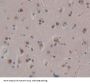 Oxoguanine Glycosylase 1 (OGG1) Antibody