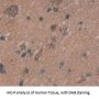 B-Cell CLL/Lymphoma 11A (Bcl11A) Antibody