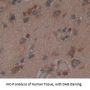 Glutamate Receptor Ionotropic, NMDA 2A (GRIN2A) Antibody
