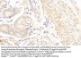 Glutamate Receptor, Metabotropic 1 (GRM1) Antibody