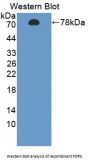 Farnesyl Diphosphate Synthase (FDPS) Antibody