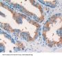 Dipeptidyl Peptidase 8 (DPP8) Antibody