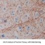 Carboxypeptidase Z (CPZ) Antibody