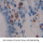 Dual Specificity Phosphatase 5 (DUSP5) Antibody