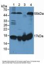 Fission 1 (FIS1) Antibody