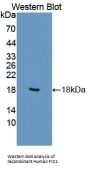 Fission 1 (FIS1) Antibody