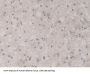 Fission 1 (FIS1) Antibody