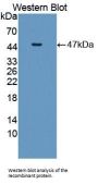 Interferon Regulatory Factor 2 (IRF2) Antibody