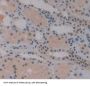 Interferon Regulatory Factor 2 (IRF2) Antibody
