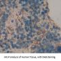 Endoplasmic Reticulum Aminopeptidase 2 (ERAP2) Antibody