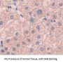 Mitoferrin (MFRN) Antibody