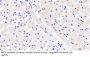 5-Methyltetrahydrofolate Homocysteine Methyltransferase (MTR) Antibody
