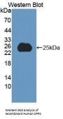 Secreted Phosphoprotein 24 (SPP2) Antibody