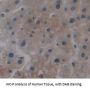 Secreted Phosphoprotein 24 (SPP2) Antibody
