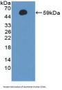 Cyclin A1 (CCNA1) Antibody