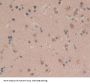 Cyclin A1 (CCNA1) Antibody