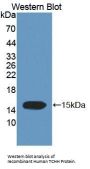 Trichohyalin (TCHH) Antibody