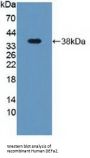 Defensin alpha 2 Antibody