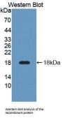 Cellular Repressor of E1A Stimulated Genes 1 (CREG1) Antibody