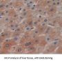 Cellular Repressor of E1A Stimulated Genes 1 (CREG1) Antibody