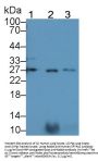 Surfactant Associated Protein A Antibody