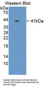 Prokineticin 2 / PK2 (PROK2) Antibody