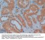 Prokineticin 2 / PK2 (PROK2) Antibody