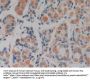 Prokineticin 2 / PK2 (PROK2) Antibody