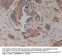Prokineticin 2 / PK2 (PROK2) Antibody