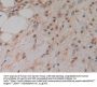 Prokineticin 2 / PK2 (PROK2) Antibody
