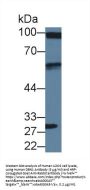Drebrin 1 (DBN1) Antibody